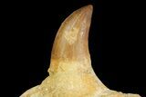 Fossil Mosasaur Jaw Section With Tooth - Morocco #163912-2